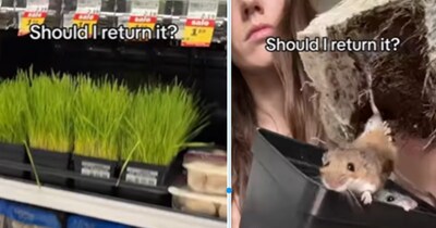 अंदर था चूहों का परिवार (इमेज- सोशल मीडिया)