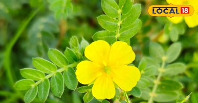 अरावली में पाई जाने वाली गोखरू जड़ी बूटी का आयुर्वेदिक महत्व