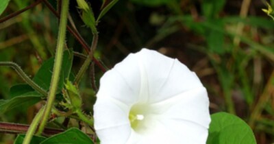 शंखपुष्पी: मस्तिष्क से आंतों तक, सेहत का वरदान! जानें सेवन विधि और फायदे.