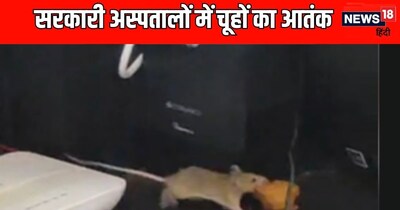 सरकारी अस्पतालों में चूहों का आतंक