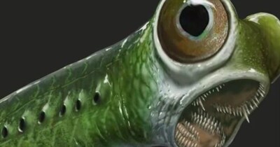 जानवरों के मिले फॉसिल के आधार पर लिया फैसला (इमेज- फाइल फोटो)