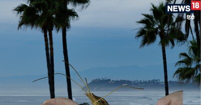 Undersea Research On Shrimp: समुद्र में पाया जाने वाला शृम्‍प यानी झींगा आकार में छोटा जरूर होता है, पर उसकी आवाज इतनी तेज होती है कि उसे बर्दाश्‍त कर पाना संभव नहीं है. (फाइल फोटो/Reuters)