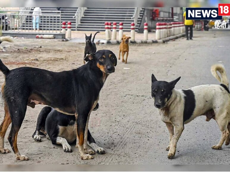 आवारा कुत्‍तों को लेकर यूपी के दो ज‍िलो में वि‍वादास्‍पद आदेश जारी क‍िए गए हैं. 
