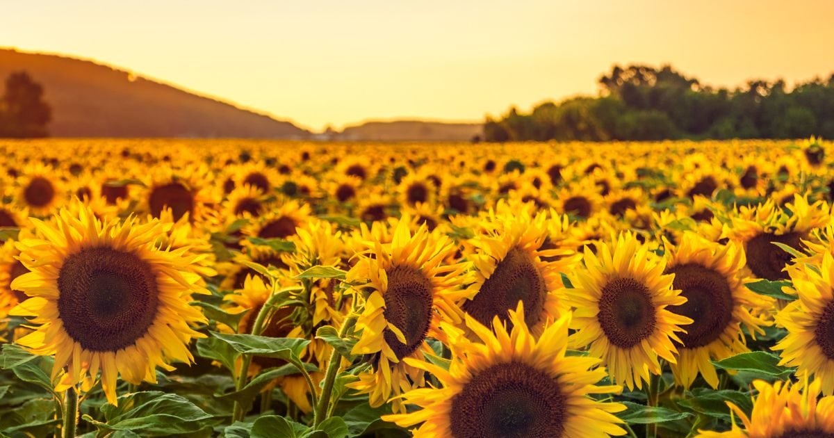 Sunflower ke fayde: सूरजमुखी के फायदे और इस्तेमाल का तरीका News18 हिंदी