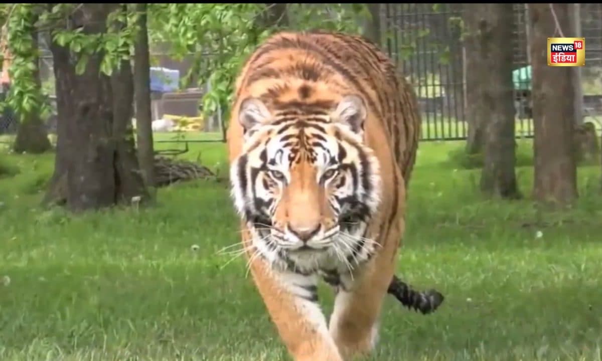 Viral Video: कैट वॉक को भी पीछे छोड़ गया ये टाइगर वॉकलोग देखते ही कहने वाह! क्या चाल है