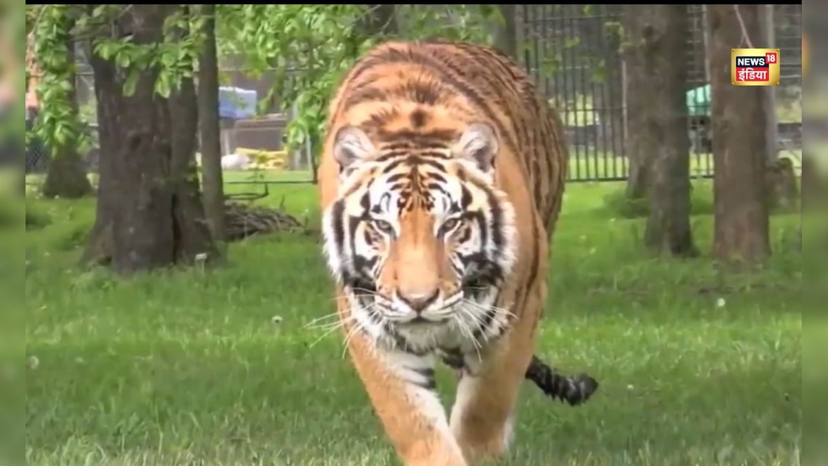 Viral Video: कैट वॉक को भी पीछे छोड़ गया ये टाइगर वॉक...