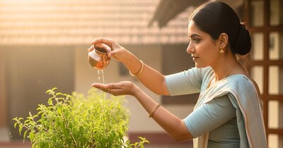 जानिए, सर्दियों में तुलसी की देखभाल करने का आसान तरीका.