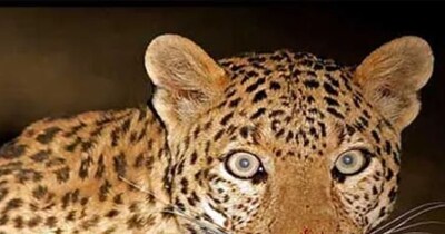 इस साल गुलदार के हमलों में 14 लोग अपनी जान गंवा चुके. 