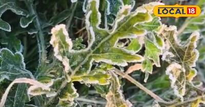 कड़ाके की सर्दी से बचाव: किसानों के लिए Agriculture Tips