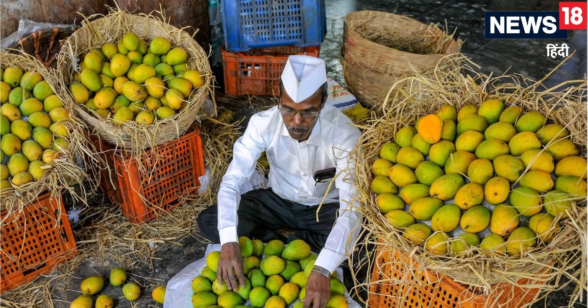फलों के राजा आम पर क्यों महाराष्ट्र और गुजरात में महासंग्राम?