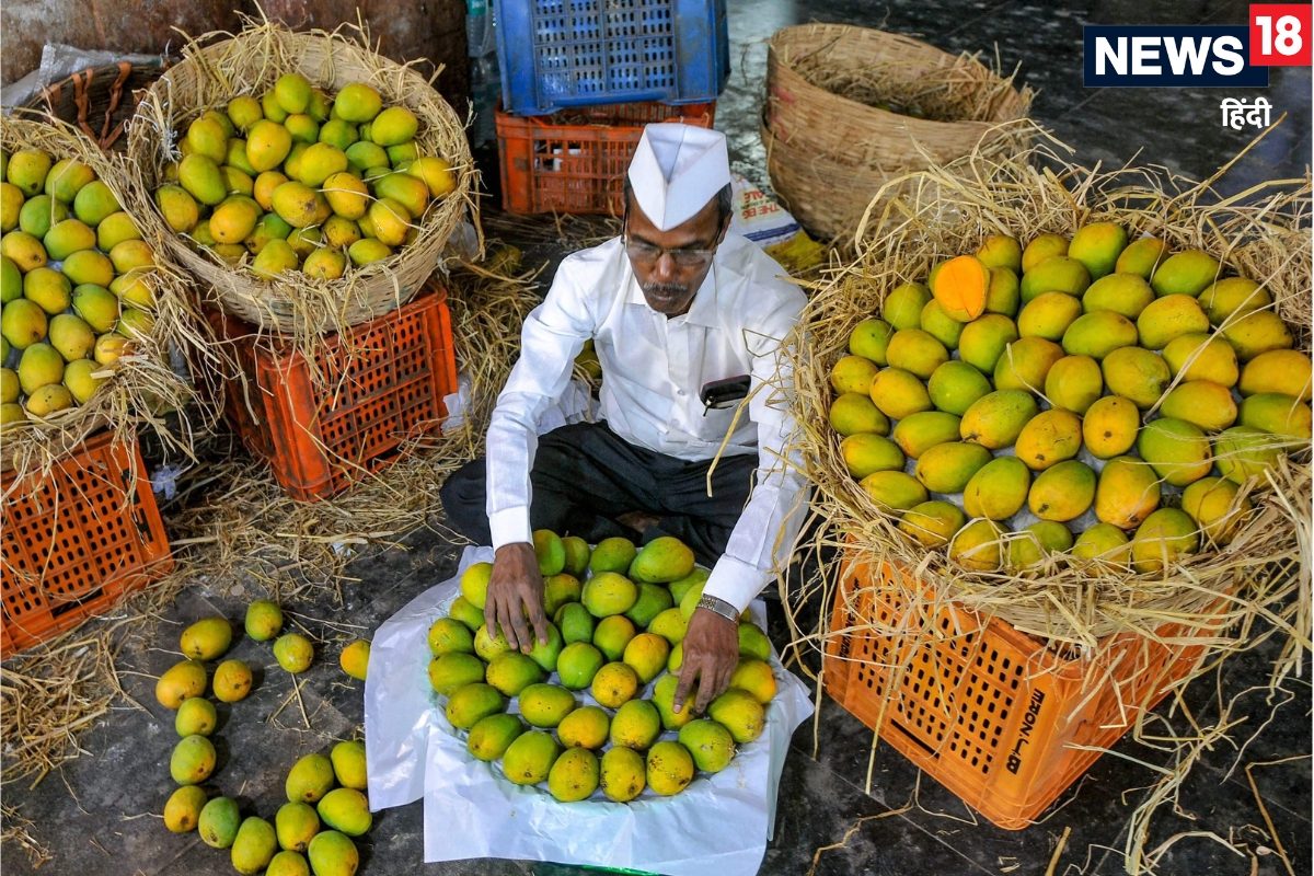 फलों के राजा आम पर क्यों महाराष्ट्र और गुजरात में महासंग्राम