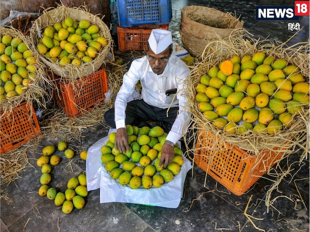 फलों के राजा आम पर क्यों महाराष्ट्र और गुजरात में महासंग्राम?