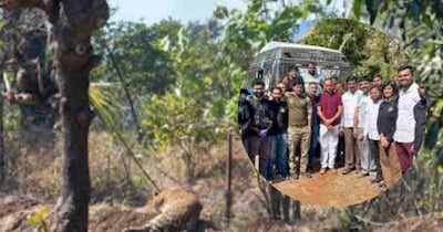 Pune: Leopard Trapped in Barbed Wire Rescued in Mulshi