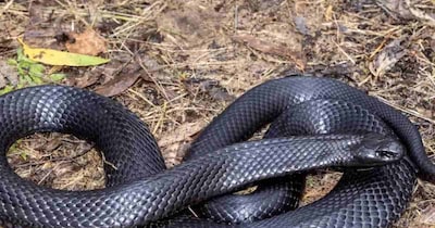 बदलापुर: पति ने सांप से कटवाकर की पत्नी की हत्या, 3 साल बाद खुला राज, गिरफ्तार