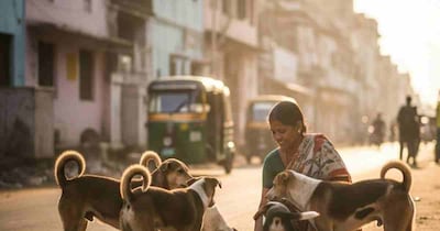 Pimpri-Chinchwad: Mandatory Registration for Stray Dog Feeders by 2025