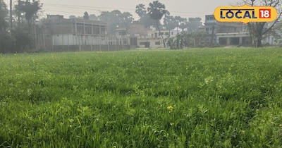 समस्तीपुर जिले के मोरवा उत्तरी क्षेत्र के किसान सुजीत कुमार झा ने इस अनोखे प्रयोग की शुरुआत की है. उन्होंने बांग्लादेश से खफाली गेहूं का बीज मंगाकर अपने खेत में इसकी खेती शुरू की. सुजीत बताते हैं कि वे बिरसा मुंडा कृषि विश्वविद्यालय में प्रशिक्षण के लिए गए थे, जहां खफाली गेहूं पर चर्चा हुई. वहीं से प्रेरणा लेकर उन्होंने इसे अपनाने का फैसला किया.