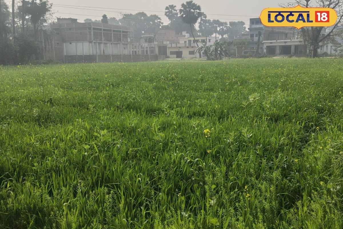 अब बिहार की जनता खाएगी बांग्लादेश का गेंहू, किसान ने की जैविक खेती; डायबिटीज के मरीजों के लिए वरदान