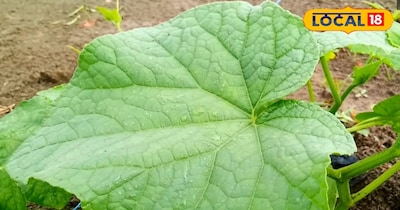 शंभू बताते हैं कि अगर आप खीरा की खेती करना चाहते हैं तो आप मालिनी, स्वर्ण पूर्णा, पूसा उदय, पूसा बरखा, कियारा और सिमरन जैसी हाइब्रिड नस्ल की खेती कर सकते हैं. उन्होंने बताया कि इन किस्मों में फल लंबे, चमकदार और बाजार में ज्यादा पसंद किए जाते हैं. 