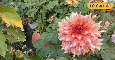 उन्होंने बताया कि किचन से जो भी वेस्ट निकलता है, खासतौर पर अंडे के छिलके, उसका इस्तेमाल करें. आपको सबसे पहले गार्डन में एक छोटा सा एरिया बना लेना है. उसमें थोड़ा सा गोबर खाद डाल दीजिए और खासतौर पर इस्तेमाल की हुई चायपत्ती, जो किचन से दिन में तीन से चार बार निकलती है, उसे चार-पांच दिन तक लगातार डालते रहिए. ठंड के दिनों में अगर अंडे खाते हैं तो उसके छिलके भी डालिए.