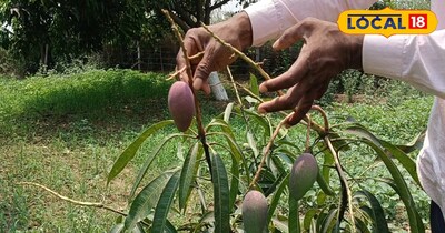 जहानाबाद के घोसी प्रखंड निवासी किसान संजय कुमार ने आम की खेती से जुड़ी कई अहम जानकारियां साझा की हैं. वे पिछले 20 वर्षों से खेती कर रहे हैं और उनके पास आम का बगीचा भी है. उन्होंने लोकल 18 से बातचीत में बताया कि अगर किसान कुछ जरूरी बातों पर ध्यान दें, तो आम की खेती से अच्छी-खासी कमाई की जा सकती है. आइए जानते हैं कि जनवरी और फरवरी के महीने में आम की खेती को लेकर किसानों को किन बातों का ध्यान रखना चाहिए.