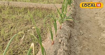 ऐसे में किसान प्याज की खेती करने के लिए अच्छे बीज की तलाश में रहते हैं. हालांकि छपरा के कुछ किसान काफी उन्नत किस्म का बीज खुद से तैयार करके अपने खेत में लगाने के साथ-साथ अन्य किसानों को भी देते हैं. जहां बीज खरीदने के लिए दूर-दूर से किसान पहुंचते हैं. ऐसे बीज उगाने वाले किसानों पर अन्य किसानों का भरोसा भी काफी ज्यादा हो जाता है.