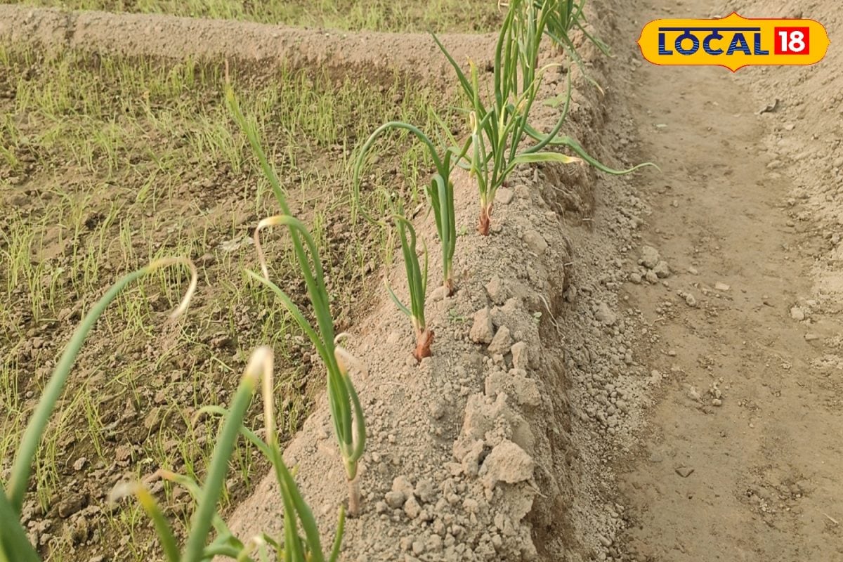 प्याज की उन्नत खेती से बढ़ाएं मुनाफा, छपरा के किसान खुद से तैयार करते हैं बेहतरीन बीज, जानें कैसे करें संपर्क