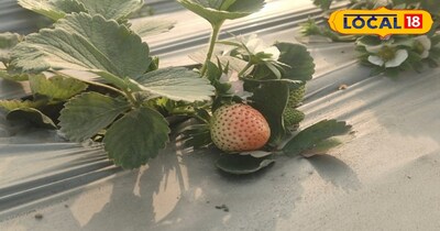 लोकल 18 से बातचीत में कुणाल सिंह ने बताया कि उनका पहले से ही यह सपना था कि सारण में कुछ अलग किया जाए. इसके बाद उन्होंने अपने मामा नचिकेता सिंह से स्ट्रॉबेरी की खेती के बारे में आइडिया लिया. उन्होंने बताया कि मामा पहले से ही स्ट्रॉबेरी की खेती करते थे, जिससे उन्हें यह खेती करना सीखने का मौका मिला.