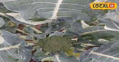 राजा महतो का कहना है कि आज के समय में लोग सिर्फ पेट भरने वाली नहीं, बल्कि सेहतमंद सब्जियों को प्राथमिकता दे रहे हैं, और ब्रोकली इस मांग पर पूरी तरह खरी उतरती है. बढ़ती स्वास्थ्य जागरूकता भी इसकी कीमत को ऊंचा बनाए रखने में मदद कर रही है.