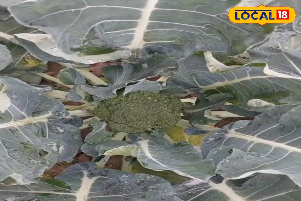 सीतामढ़ी के किसान ने की ग्रीन डायमंड की खेती, विटामिन A, B, C और D की भरमार; बाजार में तगड़ी डिमांड