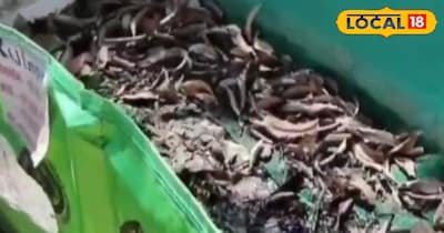 कृषि वैज्ञानिक के अनुसार केंचुआ खाद के लिए आइसिना फोटिडा प्रजाति के केंचुए सबसे उपयुक्त माने जाते हैं. यह साउथ अफ्रीका की प्रजाति है, जो गोबर को तेजी से खाकर उसे खाद में बदल देती है. लगभग ढाई महीने में टैंक में काला, दानेदार पदार्थ दिखाई देने लगता है, जो तैयार केंचुआ खाद होती है.