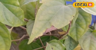 समस्तीपुर जिले के एक स्वास्थ्य केंद्र में कार्यरत आयुर्वेदाचार्य डॉ. बालेश्वर शर्मा बताते हैं कि मिथिलांचल में पान खाने की परंपरा सदियों पुरानी है. उन्होंने साफ किया कि पान किसी भी तरह से नशे की वस्तु नहीं है, बल्कि इसमें कई औषधीय गुण पाए जाते हैं. पान का सेवन करने से मुंह की सफाई होती है और मुंह के अंदर मौजूद हानिकारक जीवाणु नष्ट होते हैं. इससे दुर्गंध की समस्या स्थायी रूप से दूर होती है.