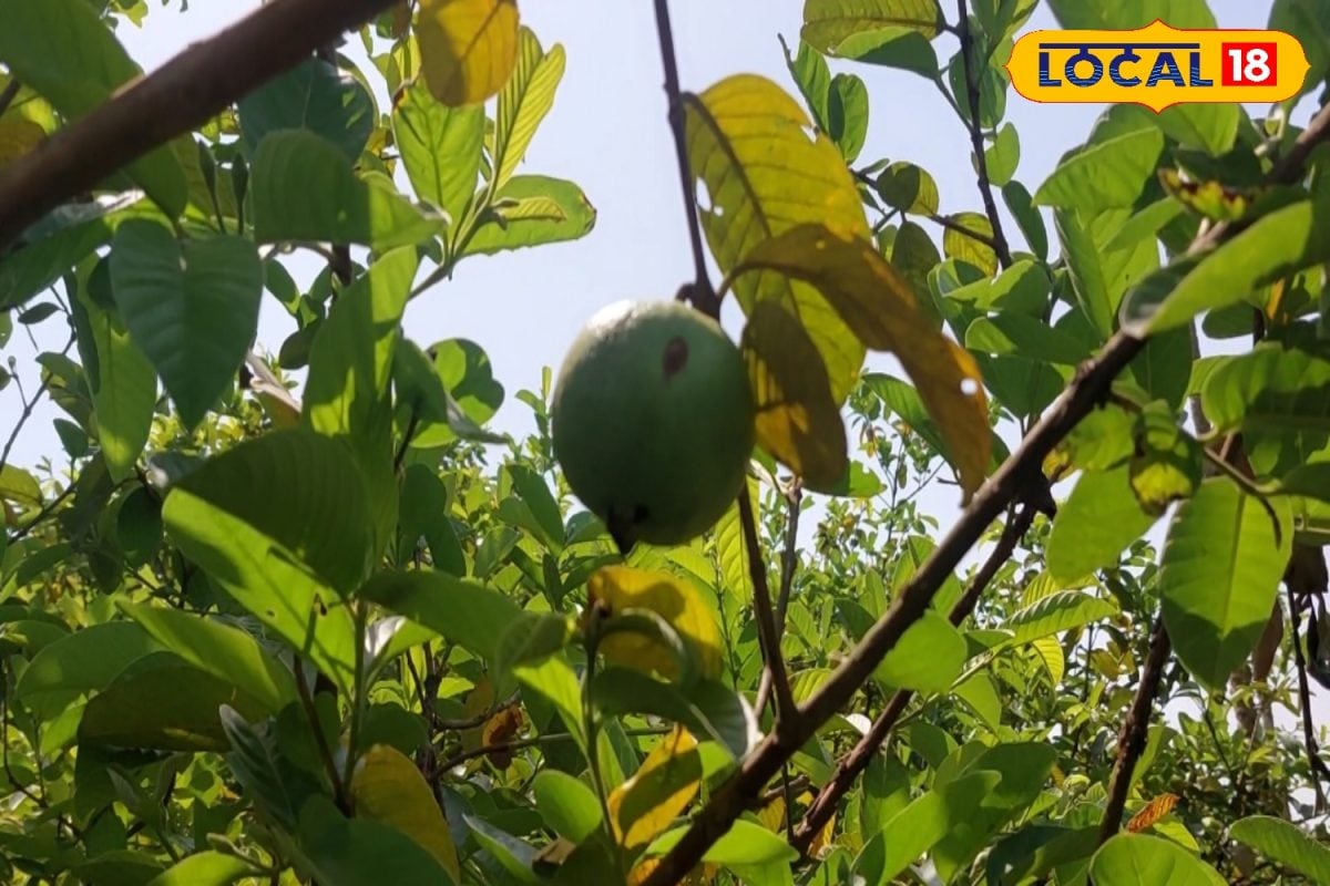 Guava cultivation: भागलपुर के किसान ने लगाया इलाहाबादी अमरूद, स्वाद के साथ मुनाफा भी हो रहा जबरदस्त
