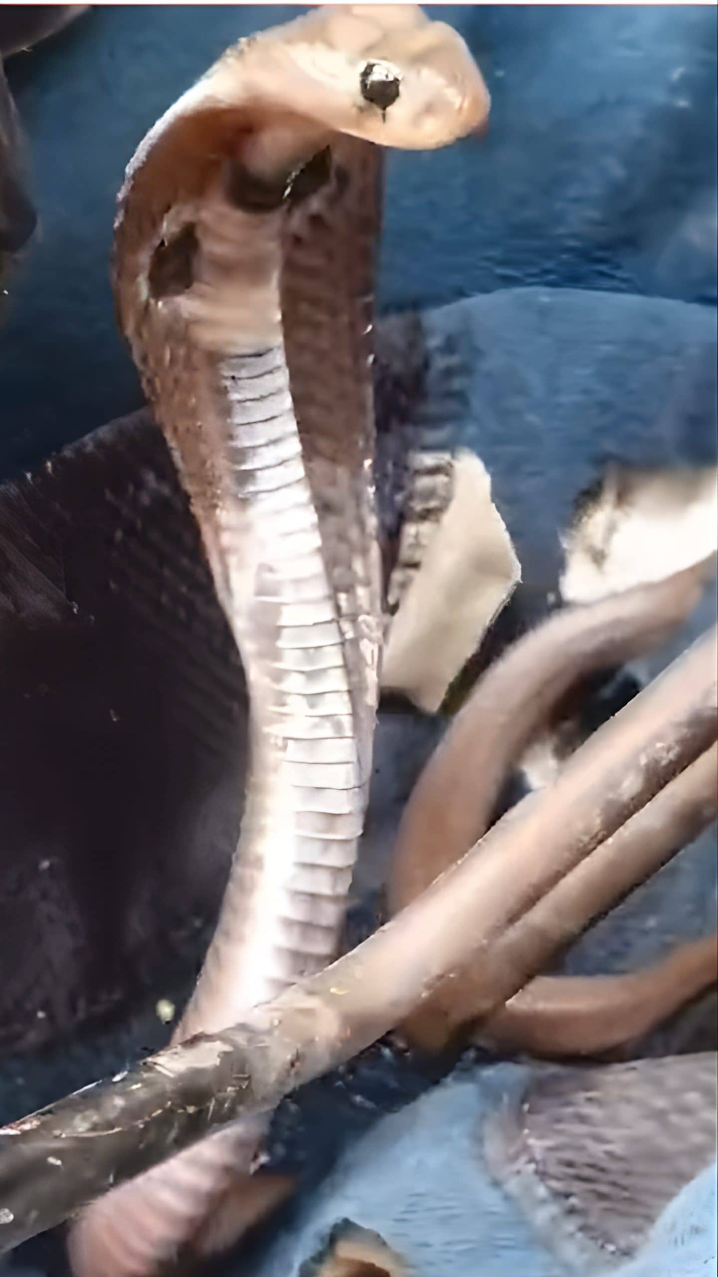 हेलमेट पहनने जा रहे हैं तो सावधान! अंदर मिल बैठा मिल सकता है मौत का दूत, देख लें VIDEO