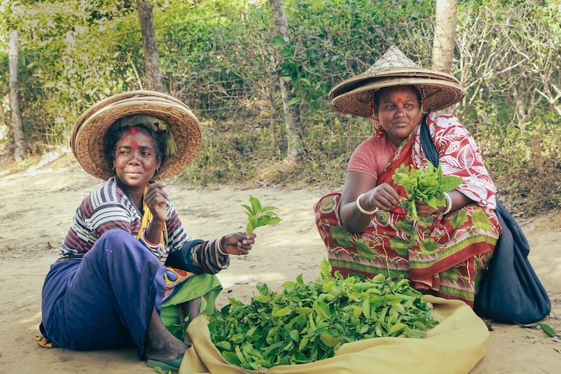 GK: Which Indian State Is Called The Tea Garden Of India?