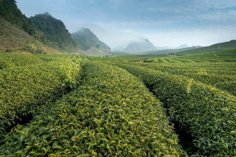 GK: Which Indian State Is Called The Tea Garden Of India?