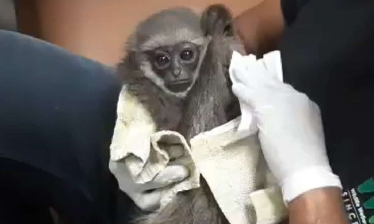 मुंबई एयरपोर्ट: -40 डिग्री था फ्लाइट का टेंपरेजर चेक-बैग में कैद थी 2 जिंदगी सामने आया चौंकाने वाल