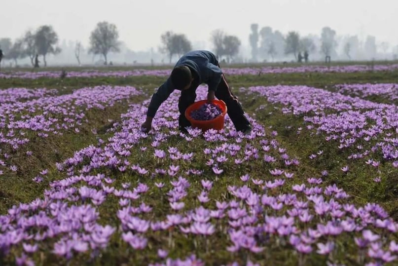 Which Place Is Known As The Saffron Capital Of India?