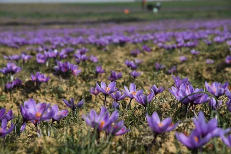 Which Place Is Known As The Saffron Capital Of India?