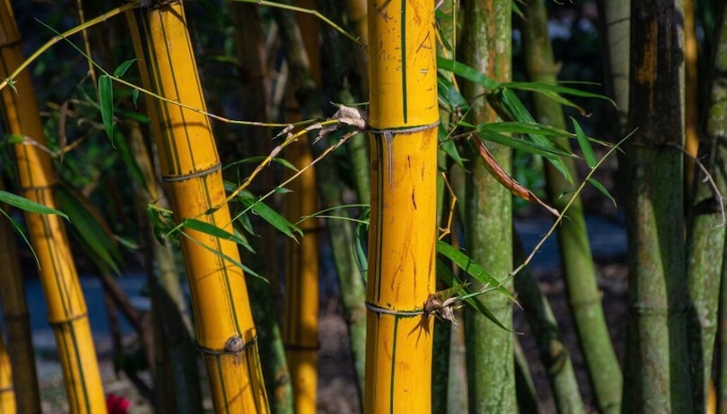 Banswara lies in southern Rajasthan, close to the borders of Madhya Pradesh and Gujarat. The district is largely tribal, characterized by hilly landscapes, forest cover, and rural settlements, where bamboo cultivation and forest-based livelihoods have long played a key role in supporting the local economy.