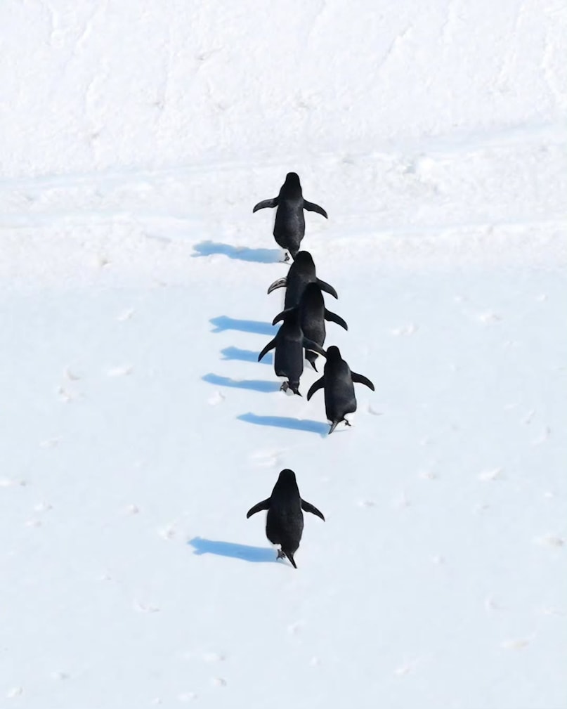 Antarctica: The southernmost continent is the ultimate destination for penguin lovers. Home to species such as the Emperor and Adélie penguins, Antarctica offers dramatic landscapes of ice shelves and glaciers where vast colonies thrive. Expedition cruises often take visitors to sites like Cape Royds or Snow Hill Island, where the sight of thousands of penguins gathered together is nothing short of breathtaking. Antarctica: The southernmost continent is the ultimate destination for penguin lovers. Home to species such as the Emperor and Adélie penguins, Antarctica offers dramatic landscapes of ice shelves and glaciers where vast colonies thrive. Expedition cruises often take visitors to sites like Cape Royds or Snow Hill Island, where the sight of thousands of penguins gathered together is nothing short of breathtaking.