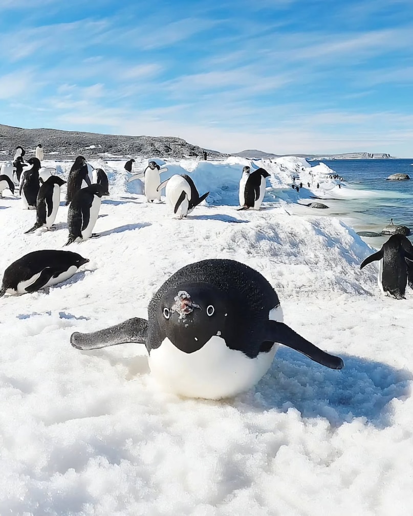 Falkland Islands: Located in the South Atlantic, the Falkland Islands are a penguin paradise. With more penguins than people, the islands host five species, including Gentoo, King, Rockhopper, Macaroni, and Magellanic penguins. Volunteer Point is particularly famous for its large King penguin colony, offering close encounters in a relatively accessible setting compared to Antarctica. Falkland Islands: Located in the South Atlantic, the Falkland Islands are a penguin paradise. With more penguins than people, the islands host five species, including Gentoo, King, Rockhopper, Macaroni, and Magellanic penguins. Volunteer Point is particularly famous for its large King penguin colony, offering close encounters in a relatively accessible setting compared to Antarctica.