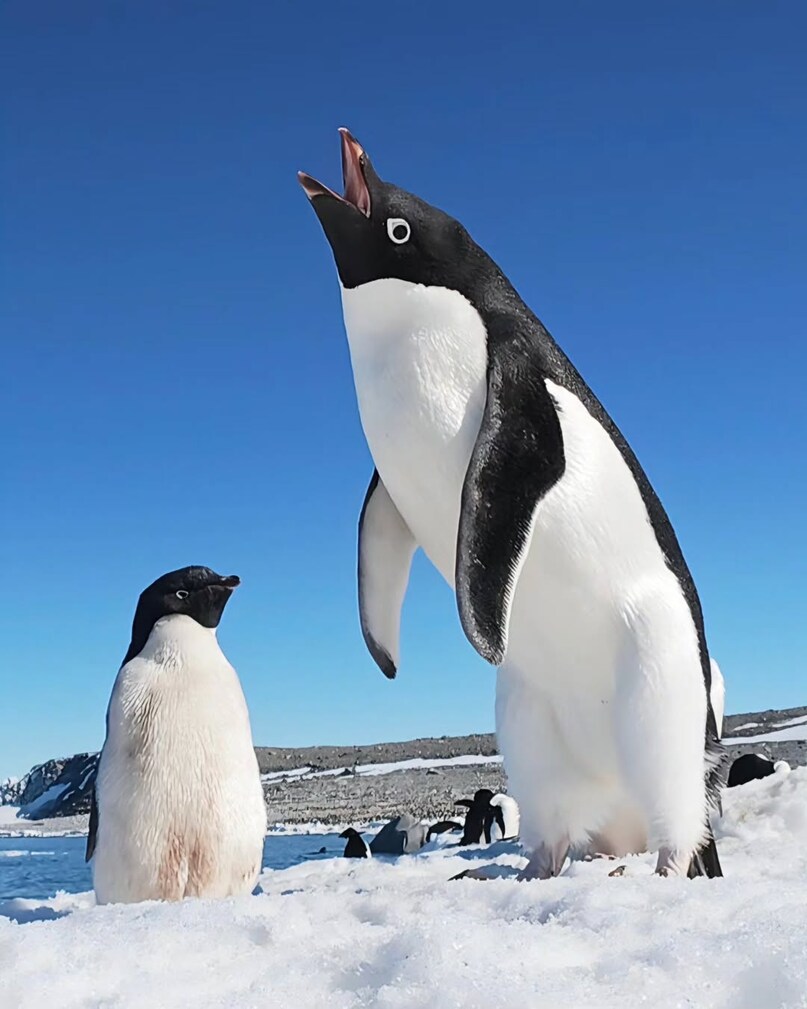 South Georgia: This remote island is often included in Antarctic cruise itineraries and is renowned for its staggering wildlife. South Georgia’s beaches are lined with tens of thousands of King penguins, creating one of the most spectacular wildlife spectacles on Earth. The island also has a rich history tied to explorers like Ernest Shackleton, adding cultural depth to the natural wonder. South Georgia: This remote island is often included in Antarctic cruise itineraries and is renowned for its staggering wildlife. South Georgia’s beaches are lined with tens of thousands of King penguins, creating one of the most spectacular wildlife spectacles on Earth. The island also has a rich history tied to explorers like Ernest Shackleton, adding cultural depth to the natural wonder.