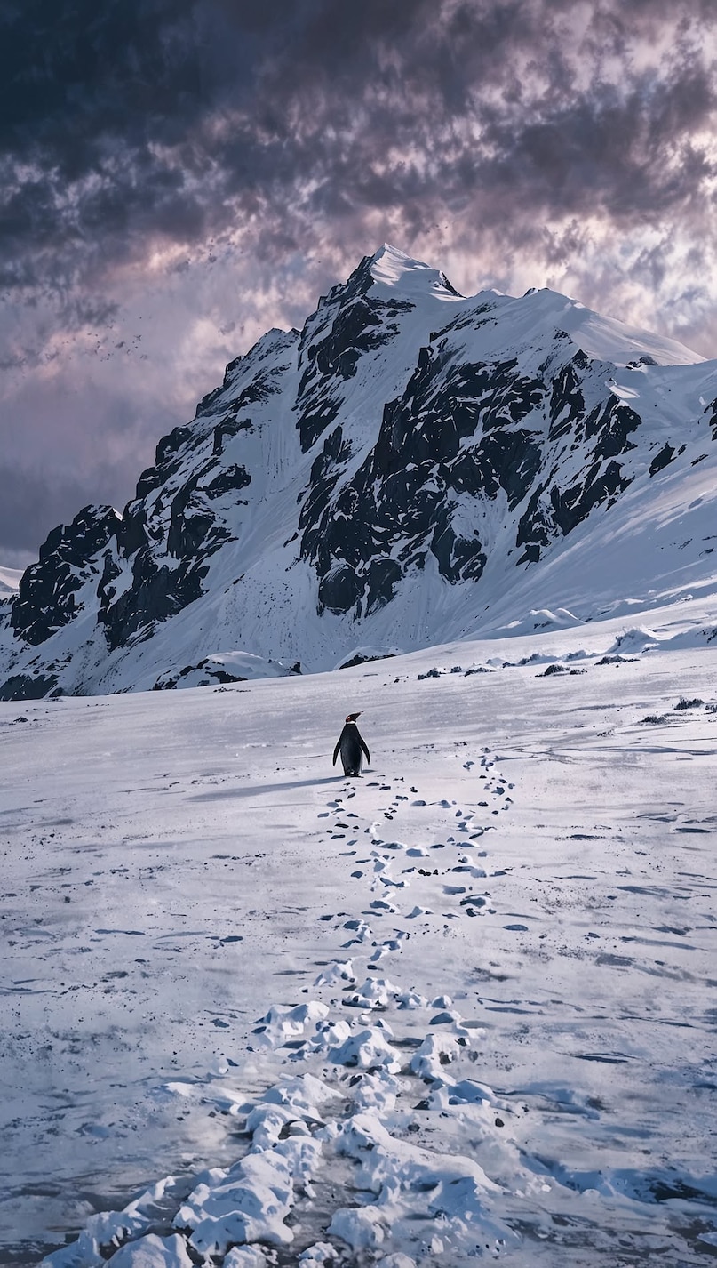 Chile and Argentina: Along the coasts of Patagonia, particularly in Punta Tombo (Argentina) and Isla Magdalena (Chile), vast colonies of Magellanic penguins thrive. These sites are relatively easy to reach and provide opportunities to walk among thousands of birds, making them popular with travelers who want a more accessible penguin experience. Chile and Argentina: Along the coasts of Patagonia, particularly in Punta Tombo (Argentina) and Isla Magdalena (Chile), vast colonies of Magellanic penguins thrive. These sites are relatively easy to reach and provide opportunities to walk among thousands of birds, making them popular with travelers who want a more accessible penguin experience.