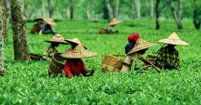 Assam: India's Tea Capital with a Rich British Legacy