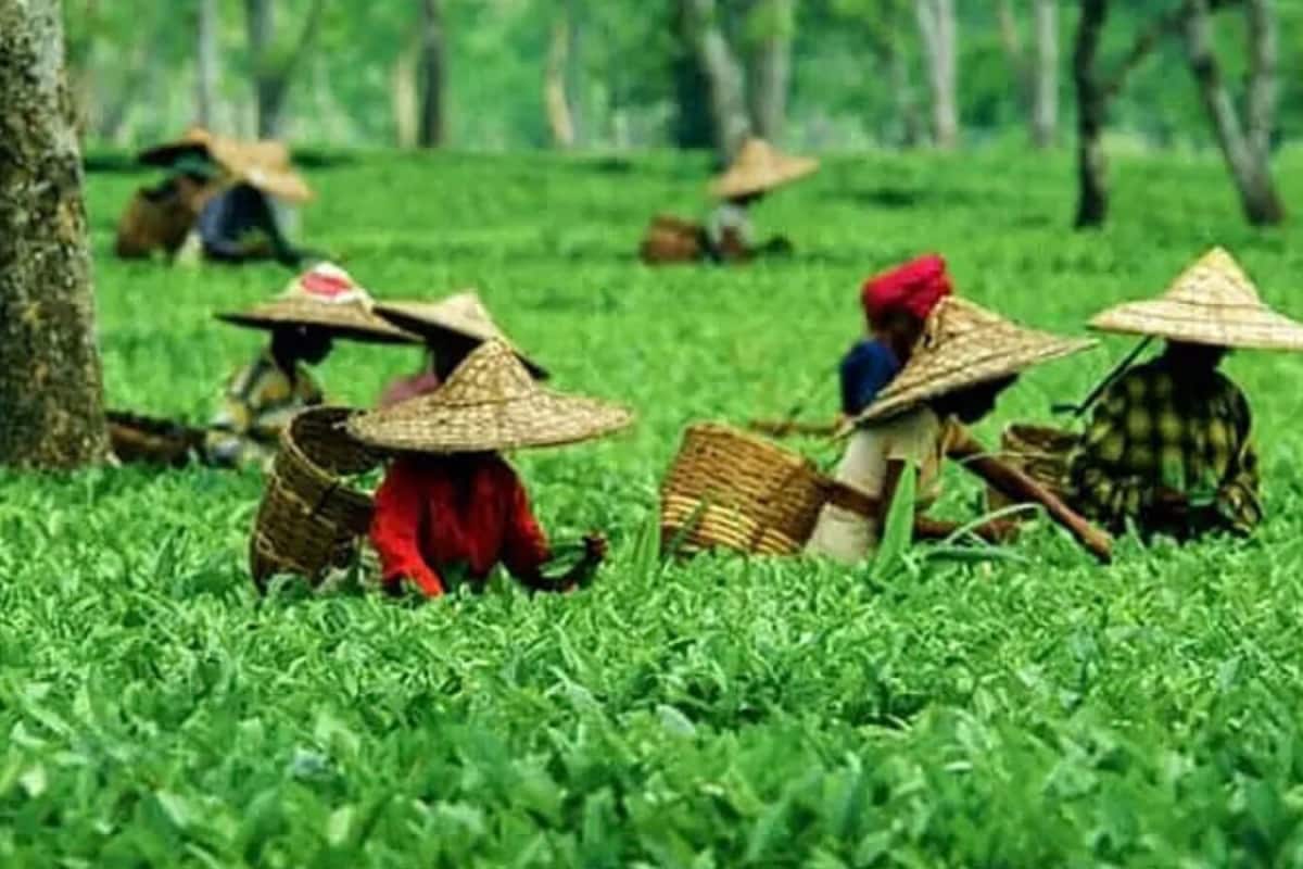 किस राज्य को कहा जाता है भारत की चाय राजधानी ब्रिटिश अफसरों ने की थी यहां टी प्लांट्स की खोज