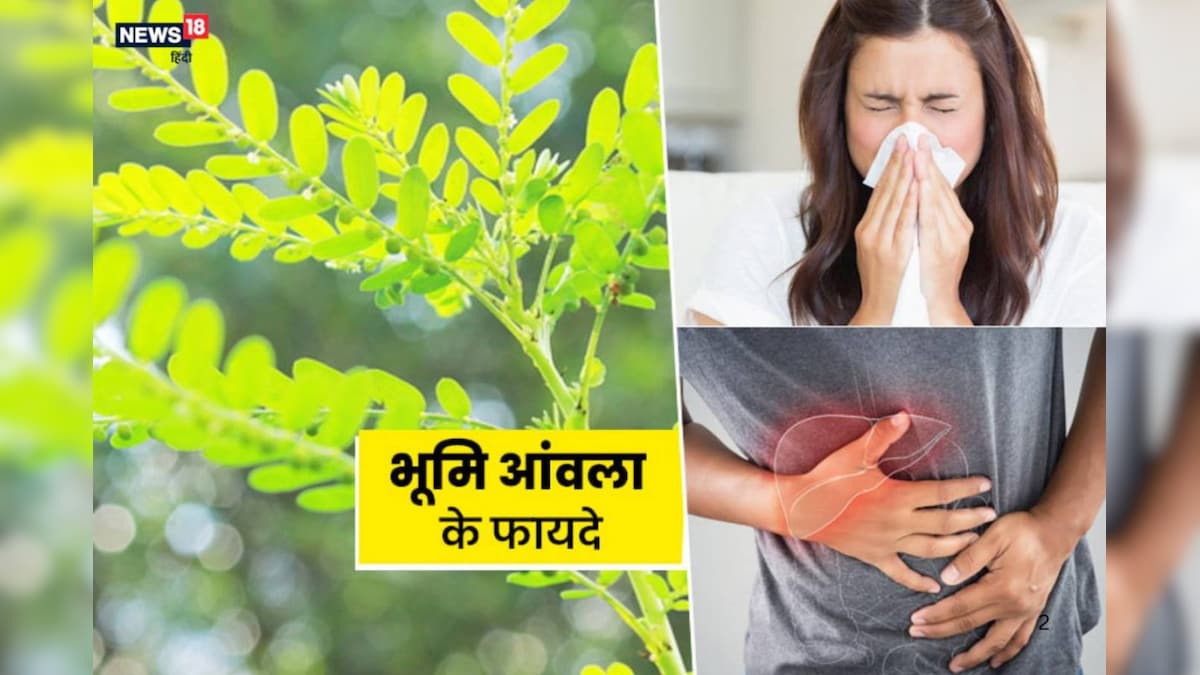 छोटे पौधे में छुपा बड़ा खजाना! पीलिया से पथरी तक फायदेमंद है भूमि आंवला, जानिए उपयोग का तरीका