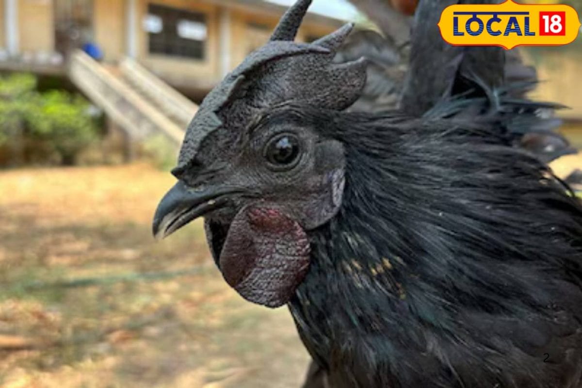 कम फैट हाई प्रोटीन काले मांस में छुपा है सेहत का खजाना कड़कनाथ मुर्गा 40 दिन में तैयार आम मुर्गों से दुगनी है कीमत