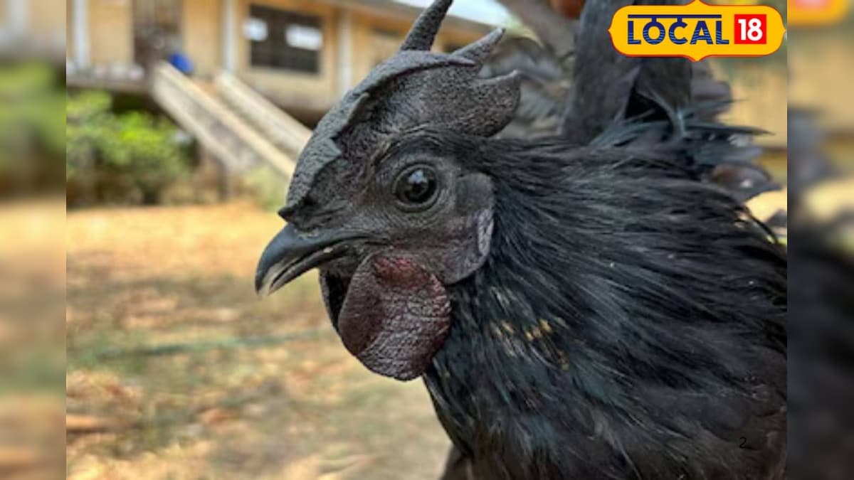 कम फैट, हाई प्रोटीन... काले मांस में छुपा है सेहत का खजाना, कड़कनाथ मुर्गा 40 दिन में तैयार; आम मुर्गों से दुगनी है कीमत