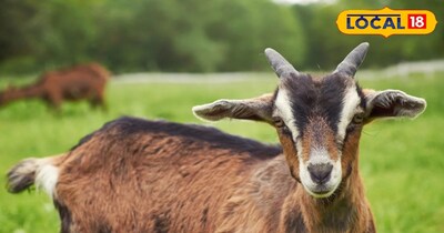 वहीं इस बीमारी की रोकथाम के लिए पशुपालकों को सबसे पहले बकरी के बाड़े में साफ-सफाई रखनी चाहिए और आसपास पानी के नालों में जल जमाव को साफ करना चाहिए, जिससे मच्छरों का प्रकोप कम हो. इसके अलावा बकरियों के रखरखाव के लिए सुरक्षित स्थान का चयन करें और खिड़कियों पर जाली जरूर लगाएं.