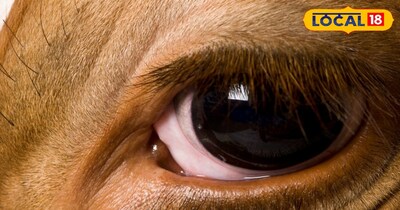 ऐसे में बोकारो के चास पेट क्लीनिक के पशु चिकित्सक डॉ. अनिल ने बताया कि गायों की आंखें बहुत ही संवेदनशील होती हैं और थोड़ी सी लापरवाही भी पशु के अंधेपन का कारण बन सकती है.